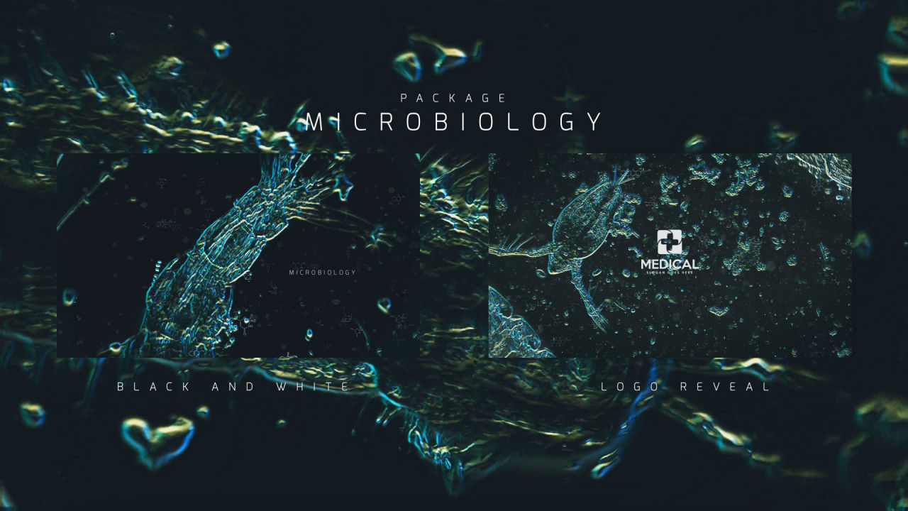 4个项目的微生物学包装AE模板