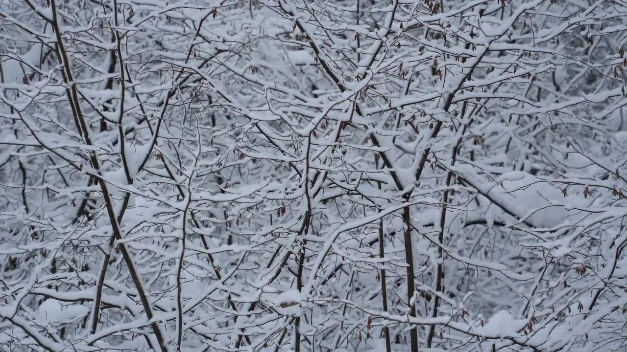 树枝上降雪视频特效