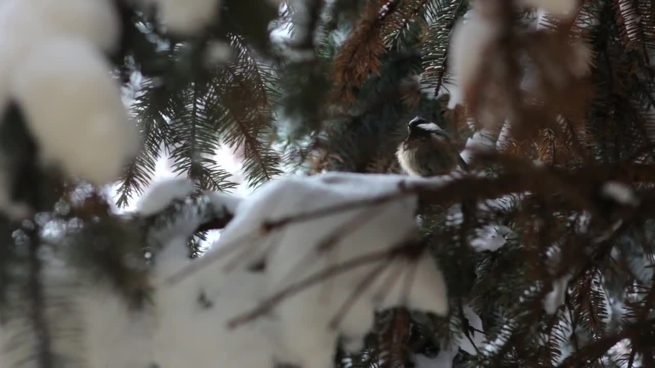 小鸟在被雪覆盖的树枝上视频特效