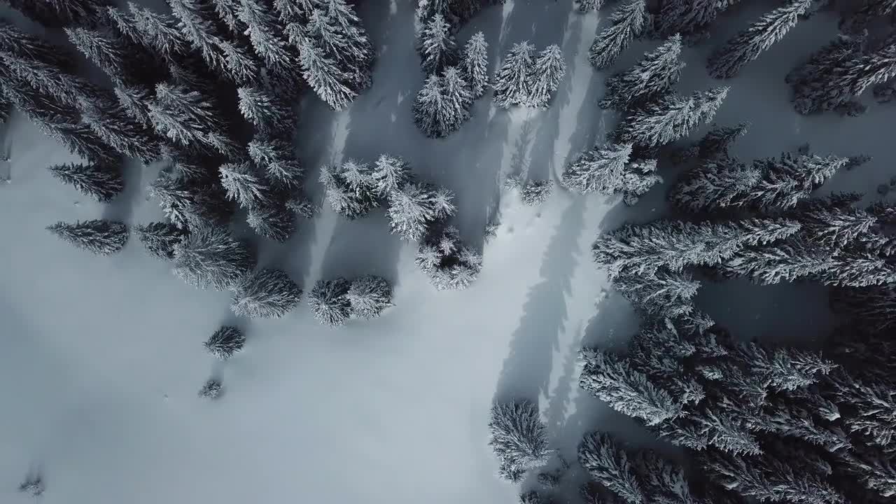 积雪覆盖的森林视频特效