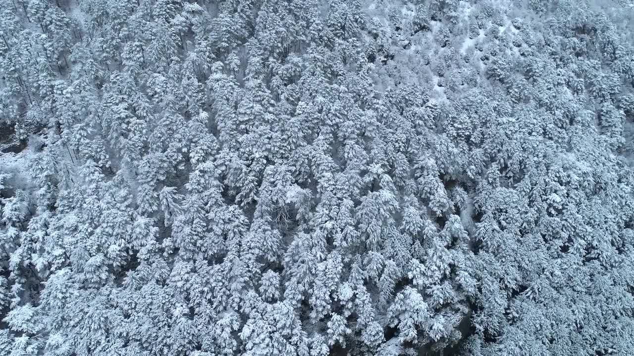 白雪皑皑的丛林视频特效