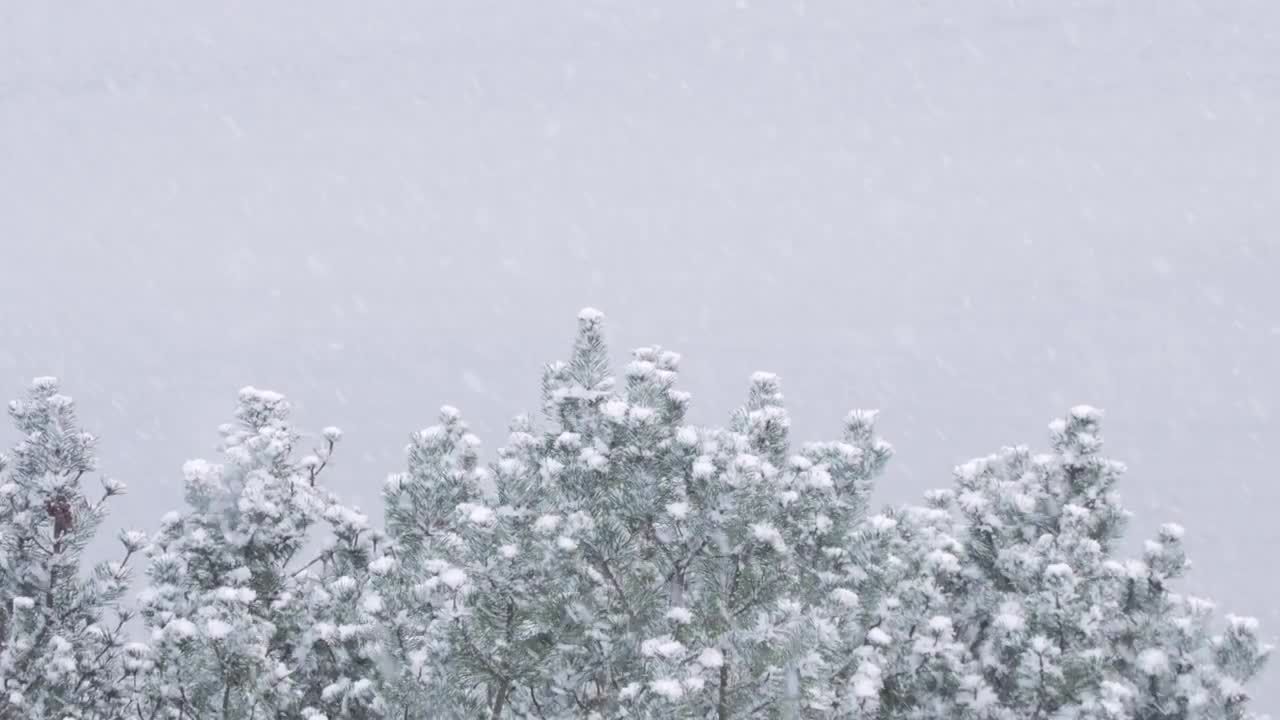 灌木丛白雪降落视频特效