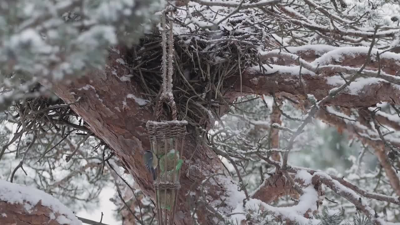 小鸟喂食降雪视频特效