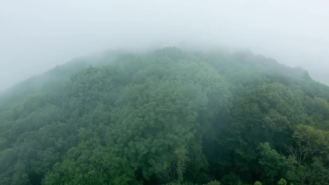 树木中的云雾视频