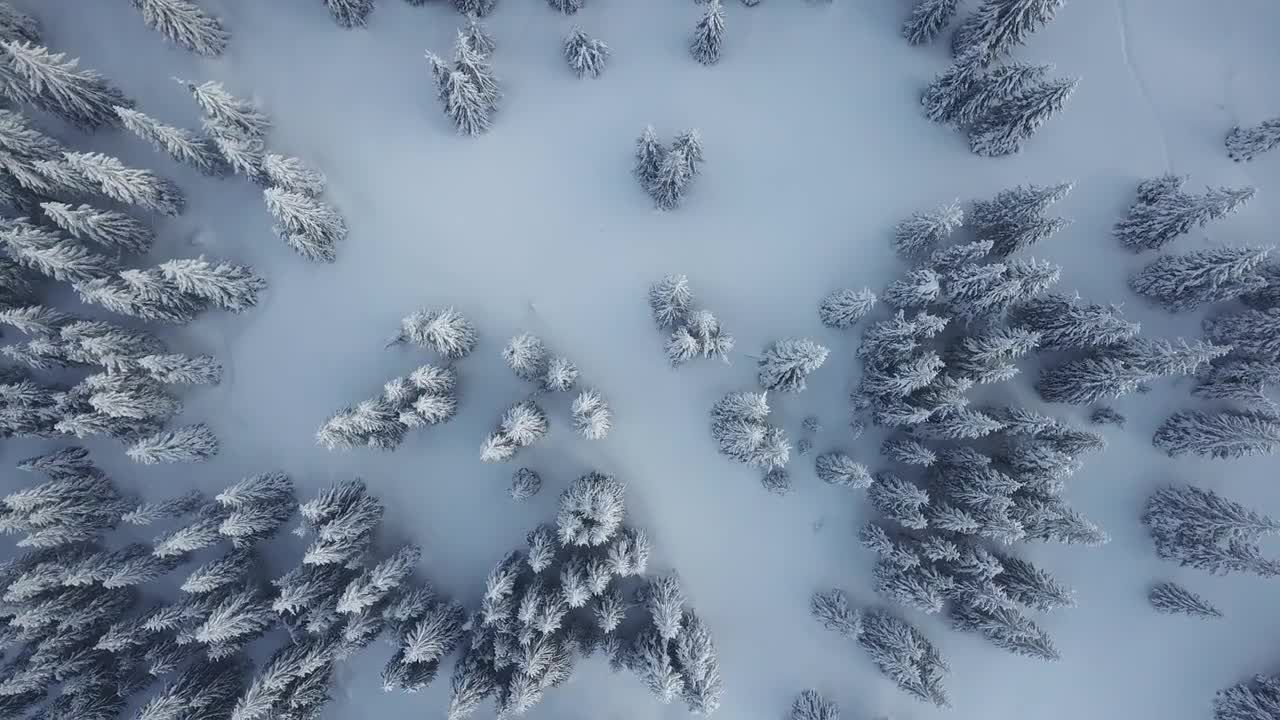 冬季森林树木降雪特效视频