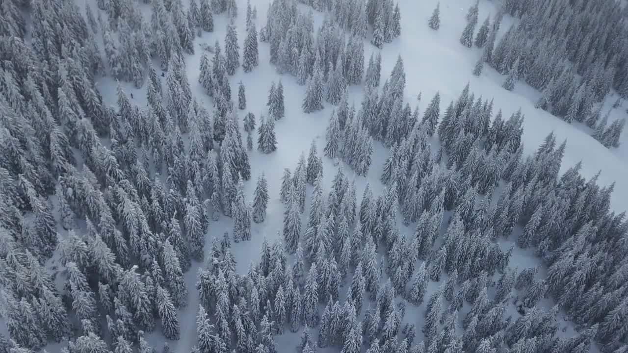 山上的冬季森林降雪视频特效