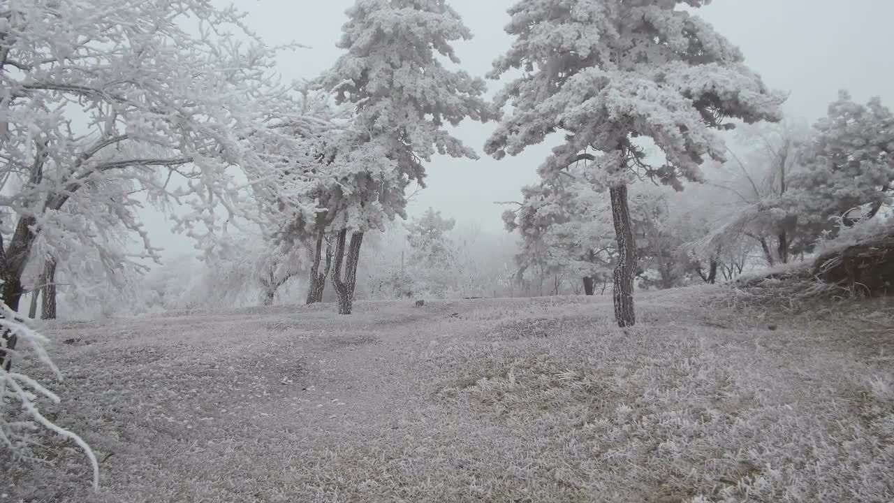 白雪皑皑的丛林降雪视频特效