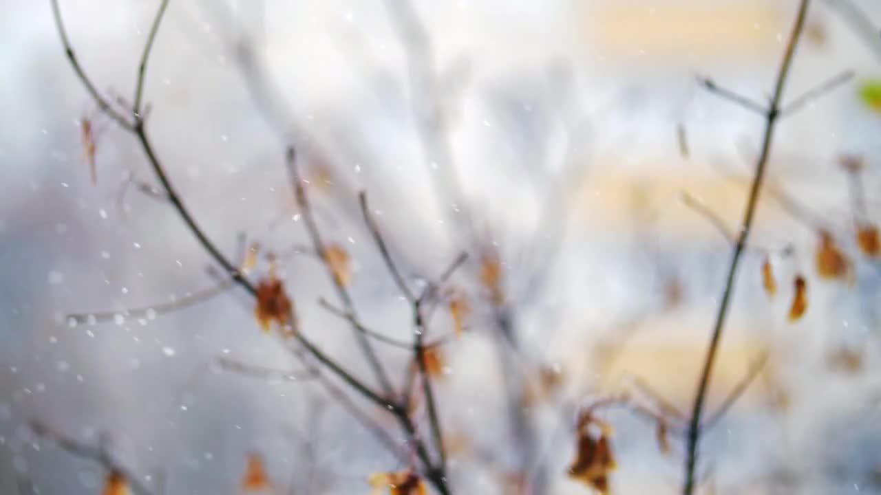 雪花缓慢飘落在树枝上场景特效视频
