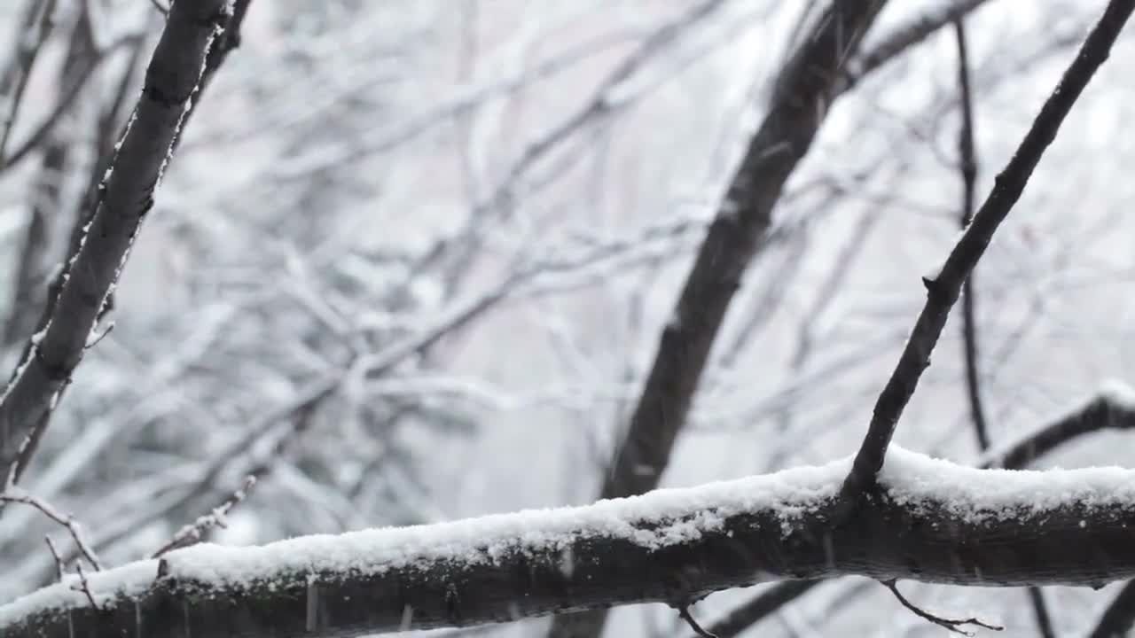 冬天树木降雪场景特效视频