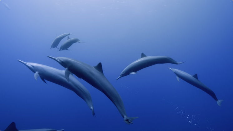 哥斯达黎加海豚Mac视频屏保