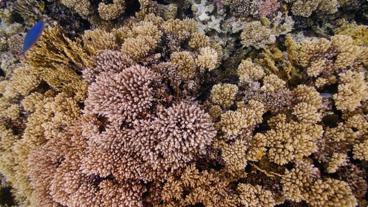 红海珊瑚Mac视频屏保
