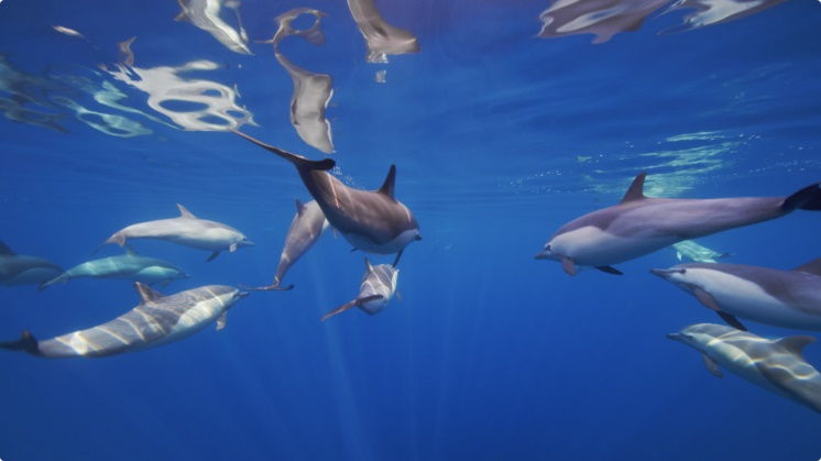 海豚Mac视频屏保
