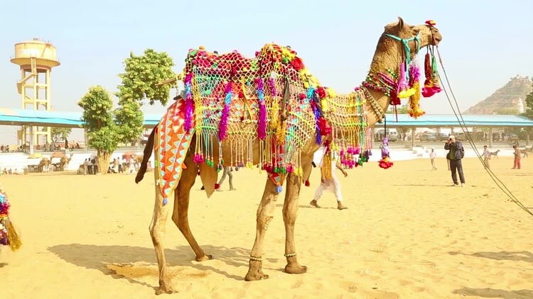 印度普斯赫卡尔博览会上展出装饰好的骆驼视频素材