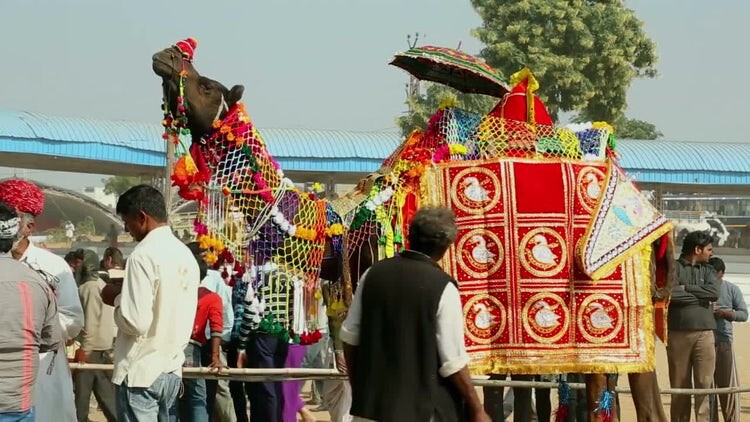 印度拉贾斯坦邦的普虚卡骆驼博览会视频素材