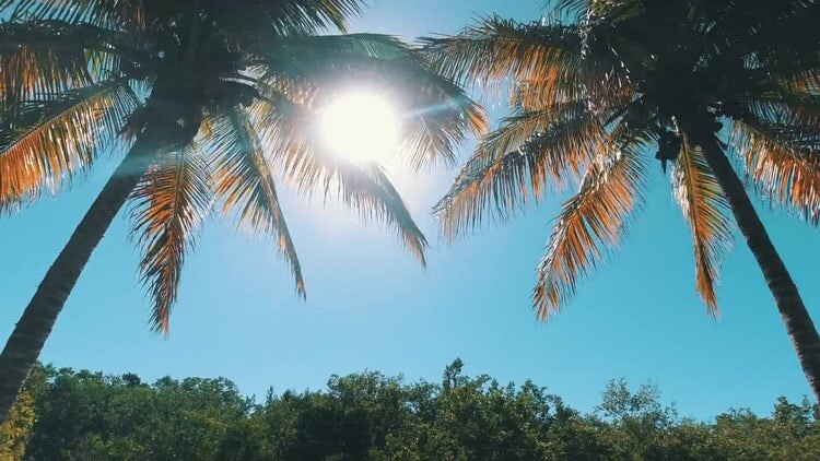 阳光透过棕榈树的叶子视频素材