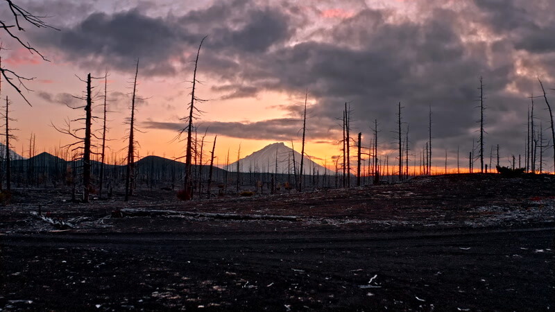 火山地区的枯树空中实拍视频