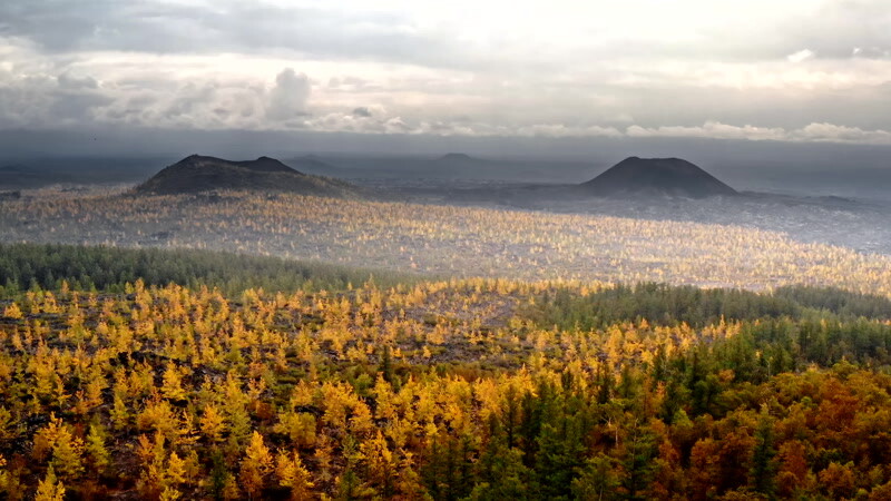 火山地区黑土中的树木实拍视频