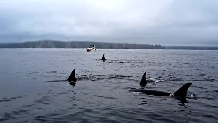 鲸鱼在水上游泳航拍视频