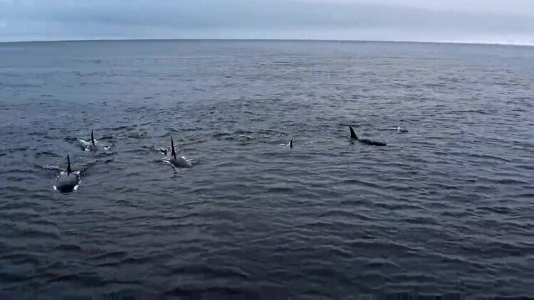 虎鲸在水上天线航拍视频