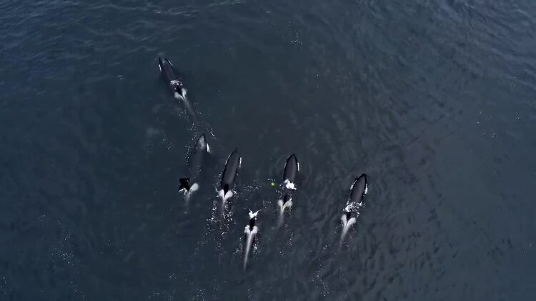 虎鲸在海洋中游泳航拍视频