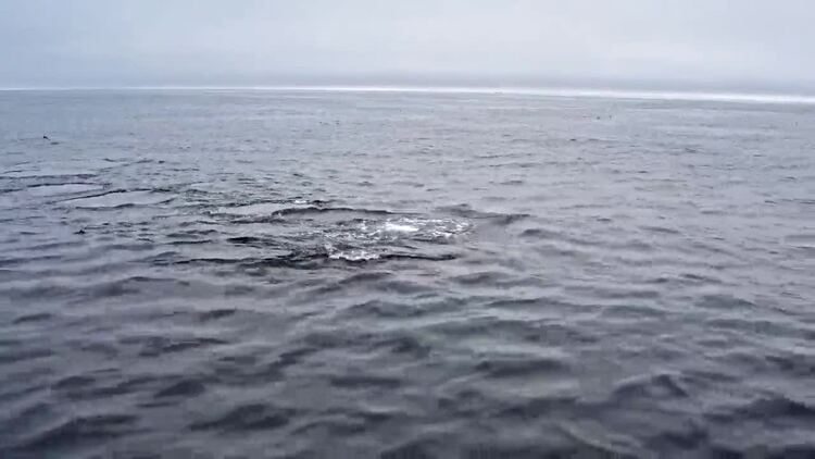 鲸在水下游泳航拍视频