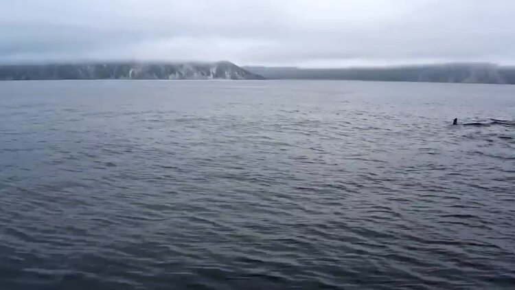 鲸鱼在海洋中一起游泳航拍视频
