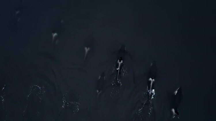 鲸鱼在海洋一起遨游空中航拍视频