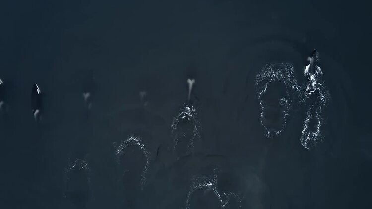 一群在游泳的鲸鱼航拍视频