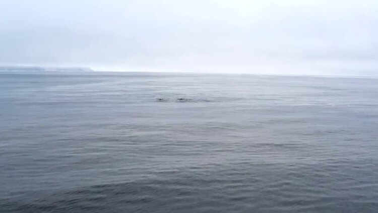 鲸鱼在多云的天空的海洋中游泳航拍视频