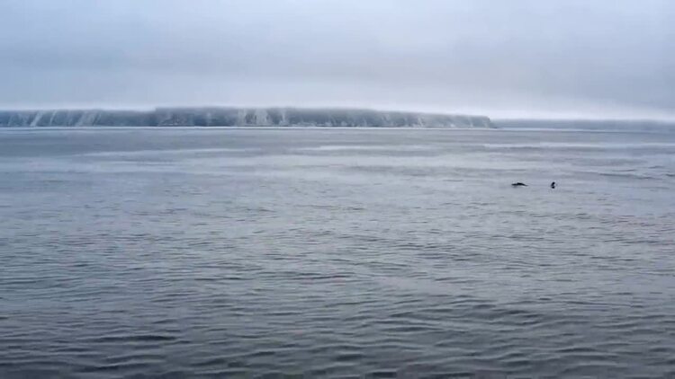 鲸鱼在山脉的海洋中游泳航拍视频