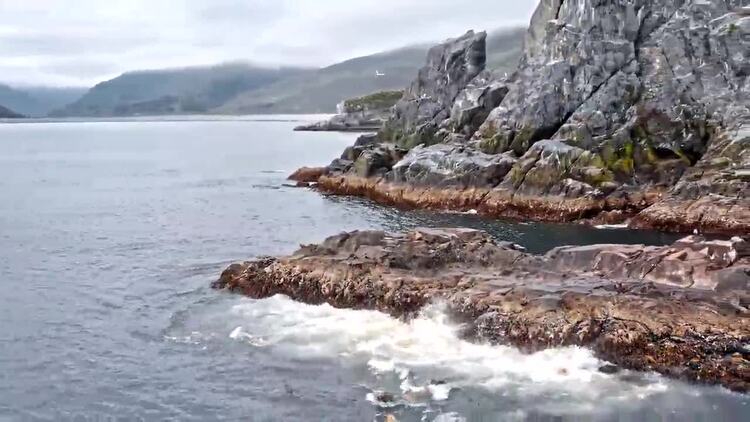 海狮在海洋中的一块岩石上移动实拍视频