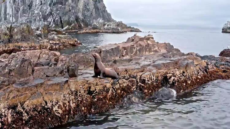 海狮在岩石上空中实拍视频