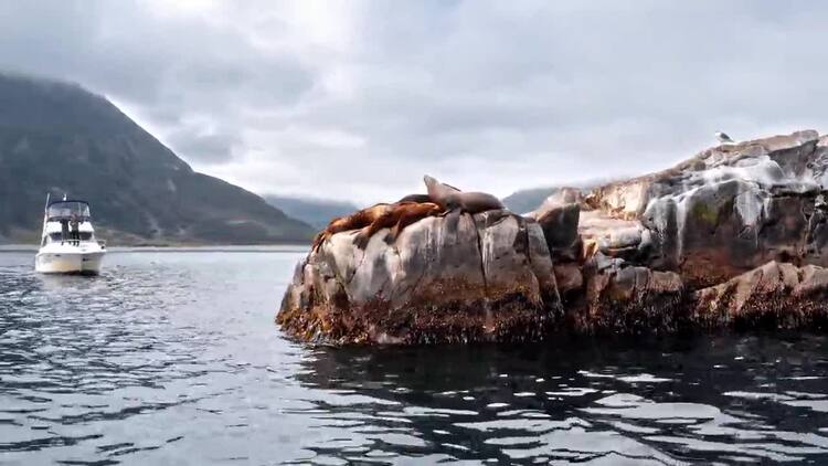 小船在有海狮的岩石旁航行实拍视频