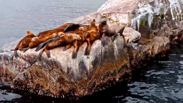 海狮在海中的岩石上休息实拍视频