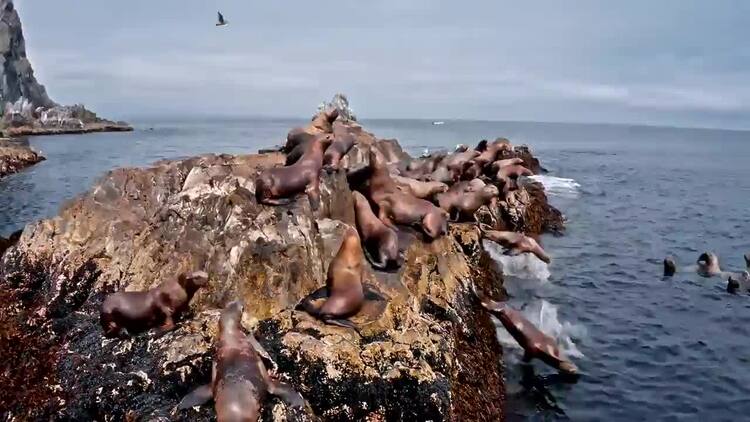 海豹在沿海洋的岩石上实拍视频