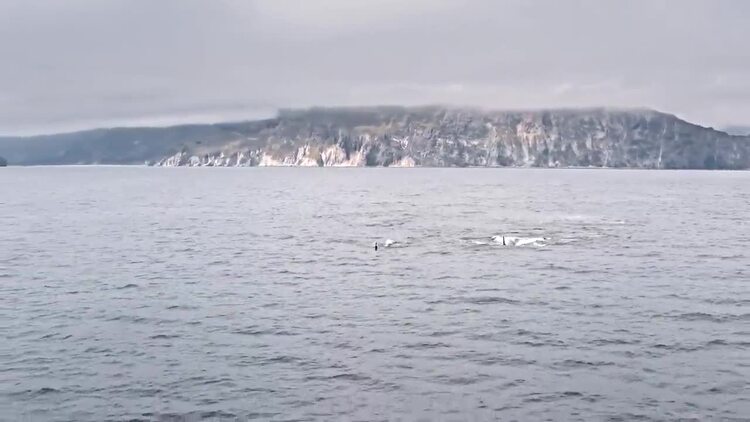 鲸鱼在海洋中游泳实拍视频