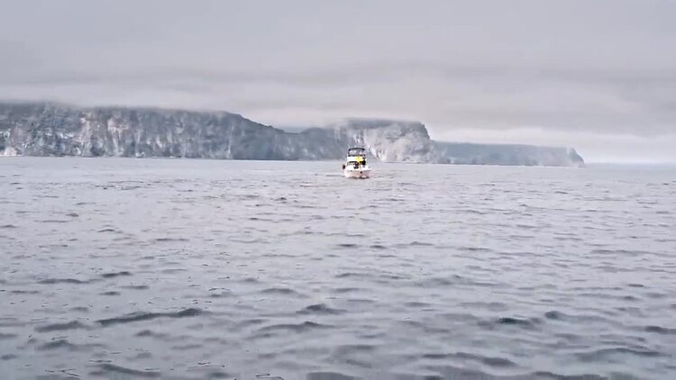 乘船欣赏在海洋中的鲸鱼实拍视频