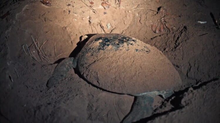 海龟在沙子里挖沙子实拍视频
