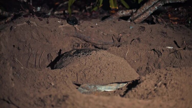 晚上在海滩上挖沙的海龟实拍视频