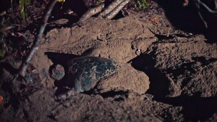 晚上在沙滩上筑巢的海龟实拍视频