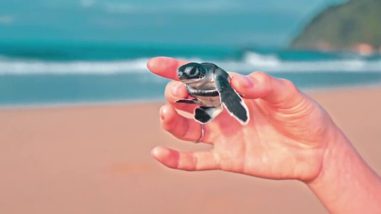 在海边拿着一只小海龟的人实拍视频