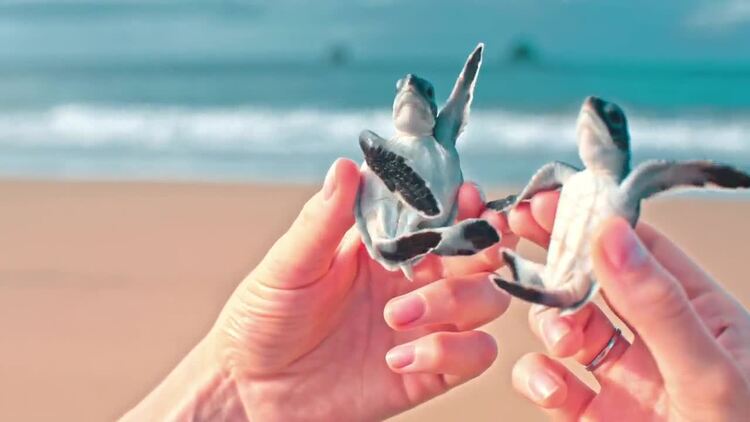 在海边抱着两只小乌龟的人实拍视频