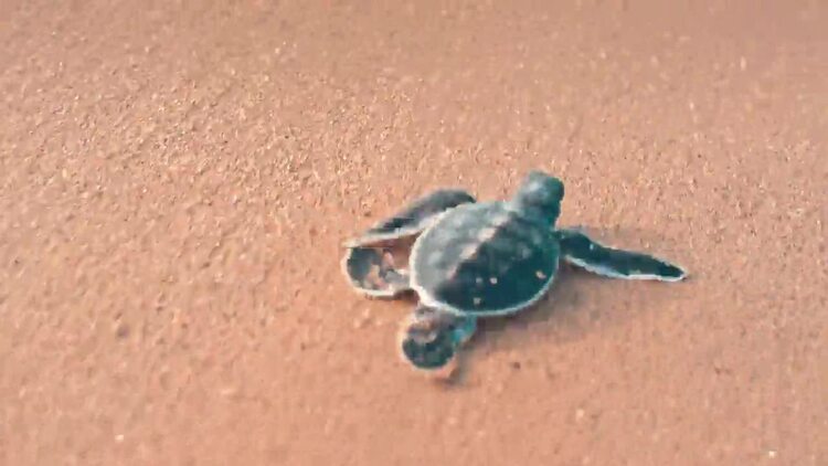 婴儿海龟在沙滩上爬行实拍视频