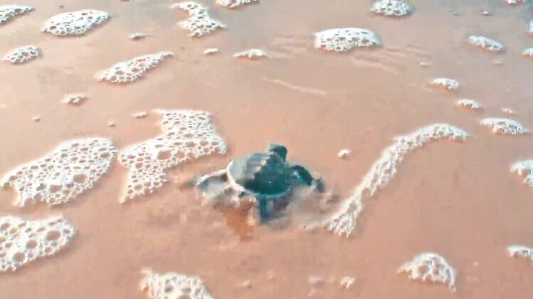 婴儿海龟在沙滩上爬进大海实拍视频