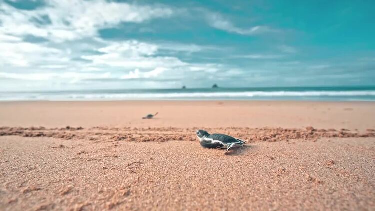 把两只小乌龟放在海边的沙滩上的人实拍视频