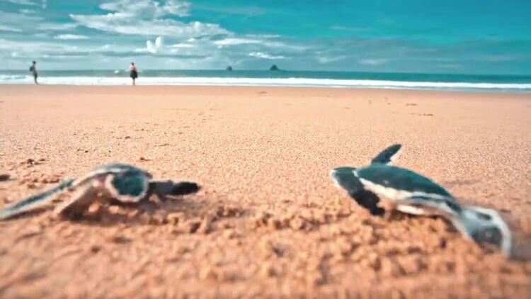 将两只小乌龟放到沙滩上看着它们爬向大海的人实拍视频