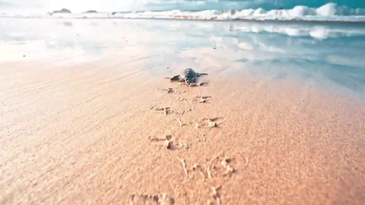 婴儿海龟向海洋爬行实拍视频