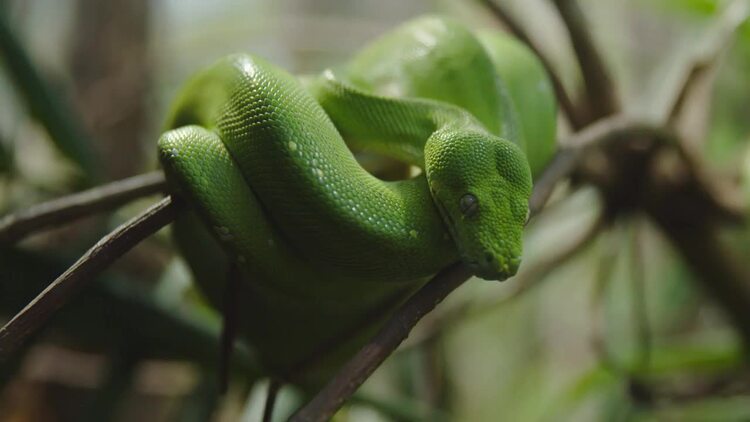 绿色的蛇盘绕在树枝上实拍视频素材