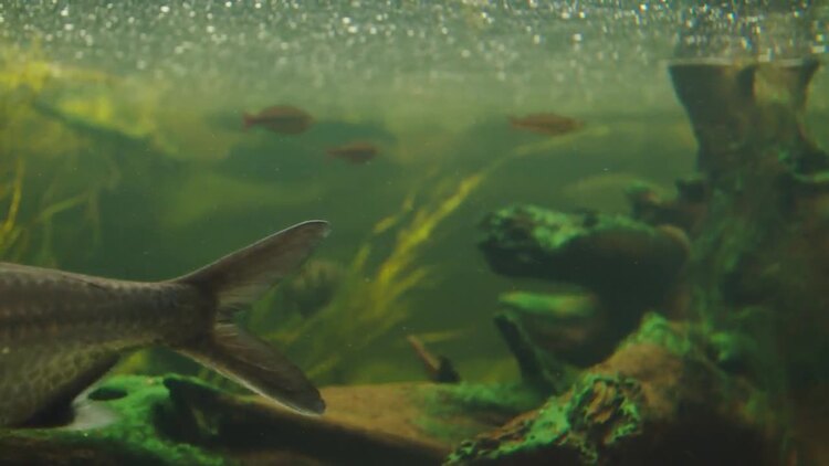 在水族馆里游泳的鱼实拍视频素材