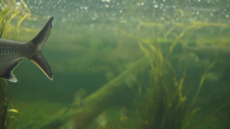 鱼在水族馆里游泳实拍视频素材